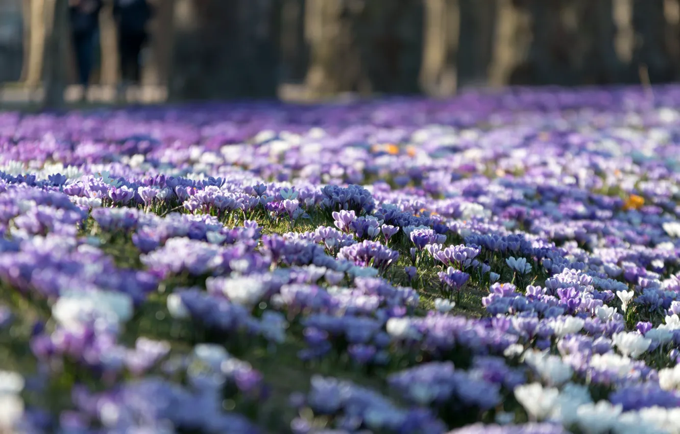 Photo wallpaper nature, spring, meadow, crocuses, flowering