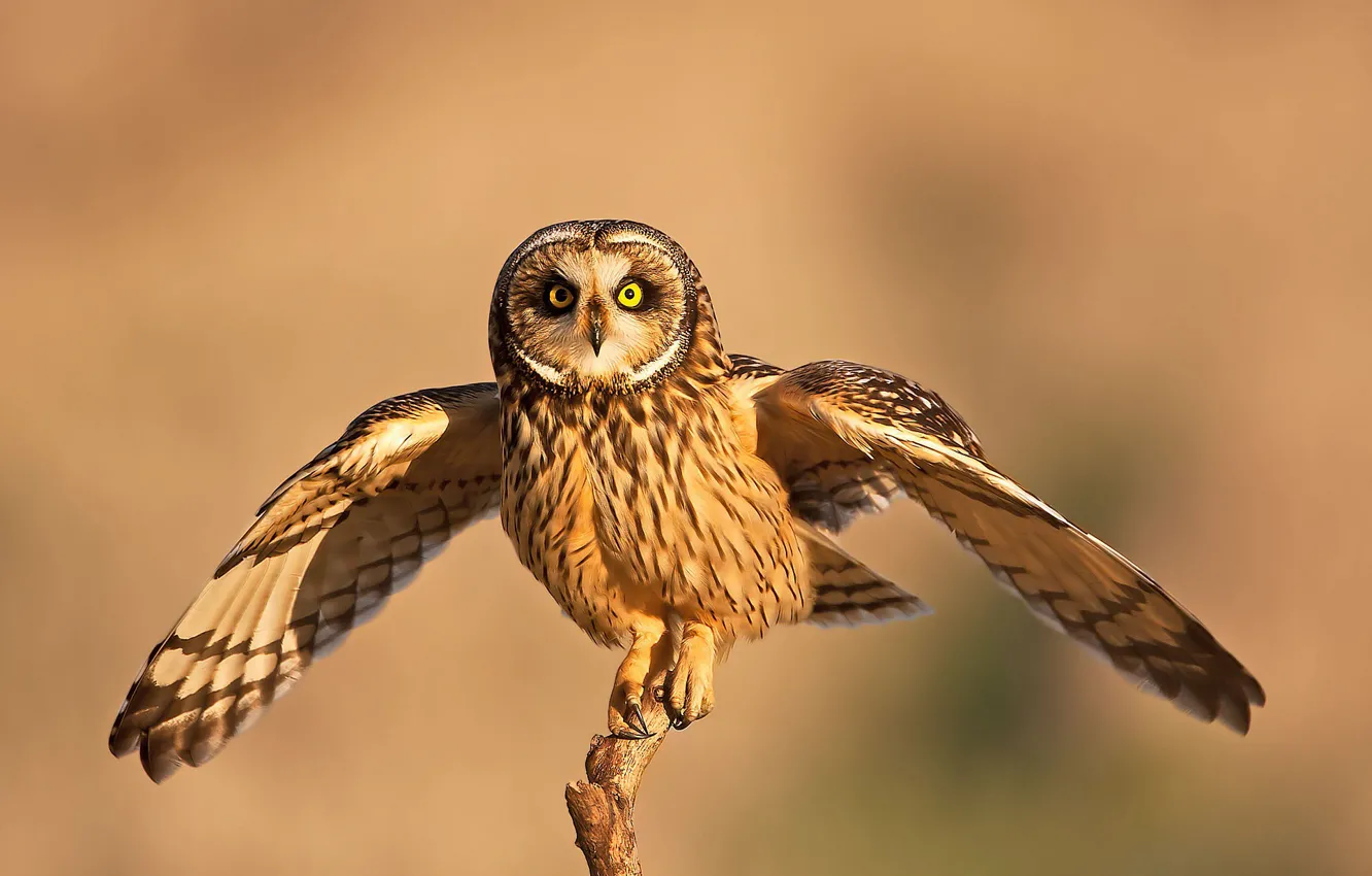 Photo wallpaper owl, bird, predator, Short-eared owl