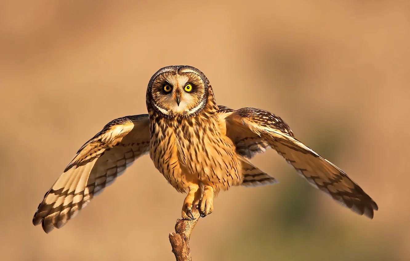 Photo wallpaper owl, bird, predator, short-eared owl