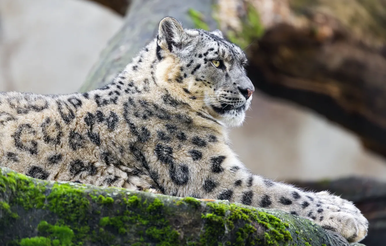 Photo wallpaper stones, profile, snow leopard