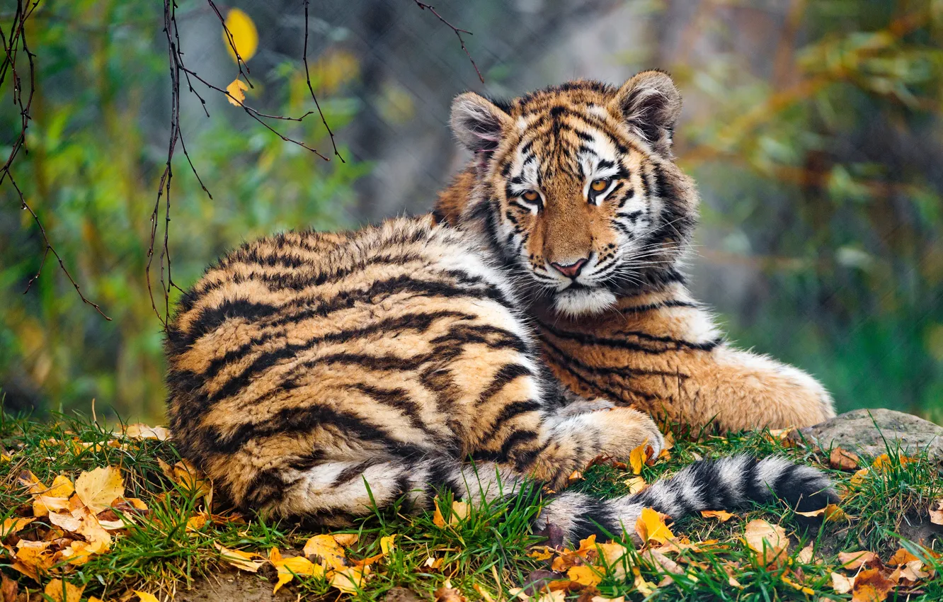 Photo wallpaper autumn, grass, look, face, leaves, branches, nature, tiger