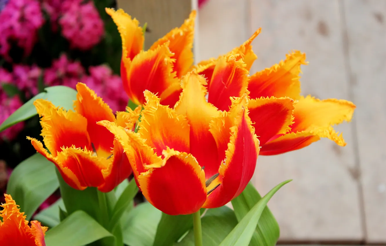 Photo wallpaper flowers, paint, spring, tulips, exhibition