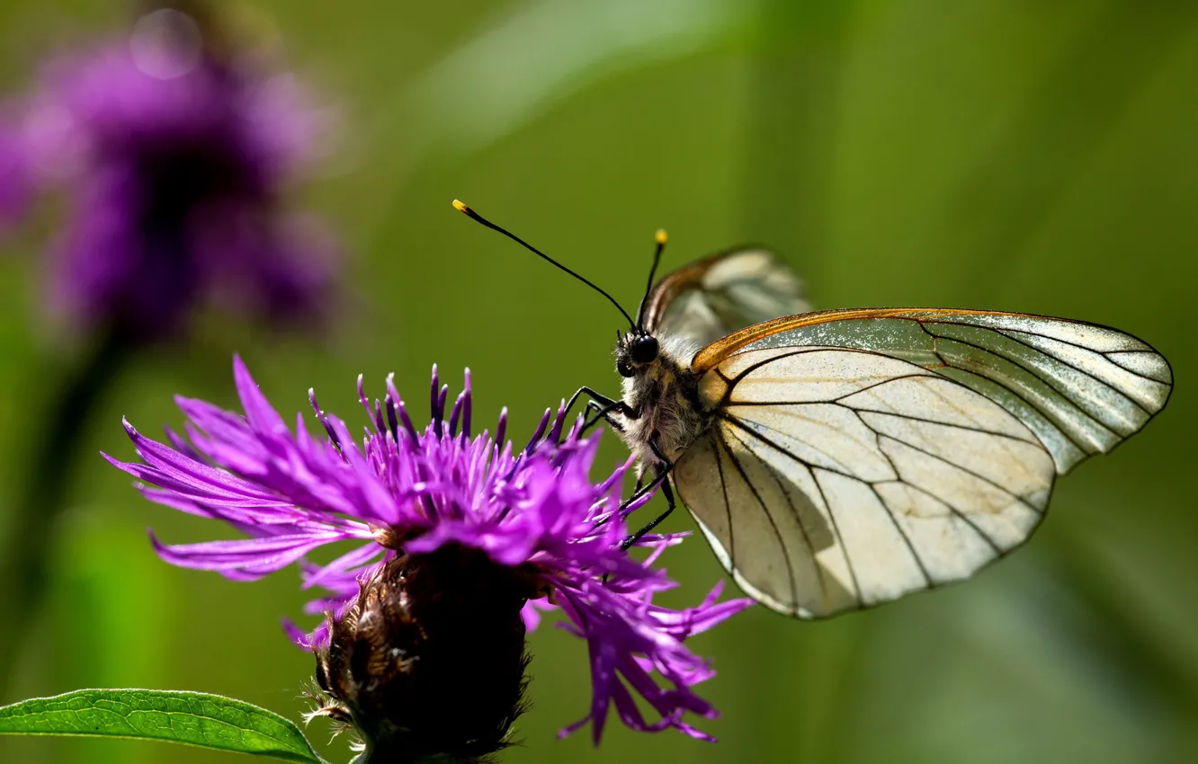 Photo wallpaper macro, flowers, butterfly, animal