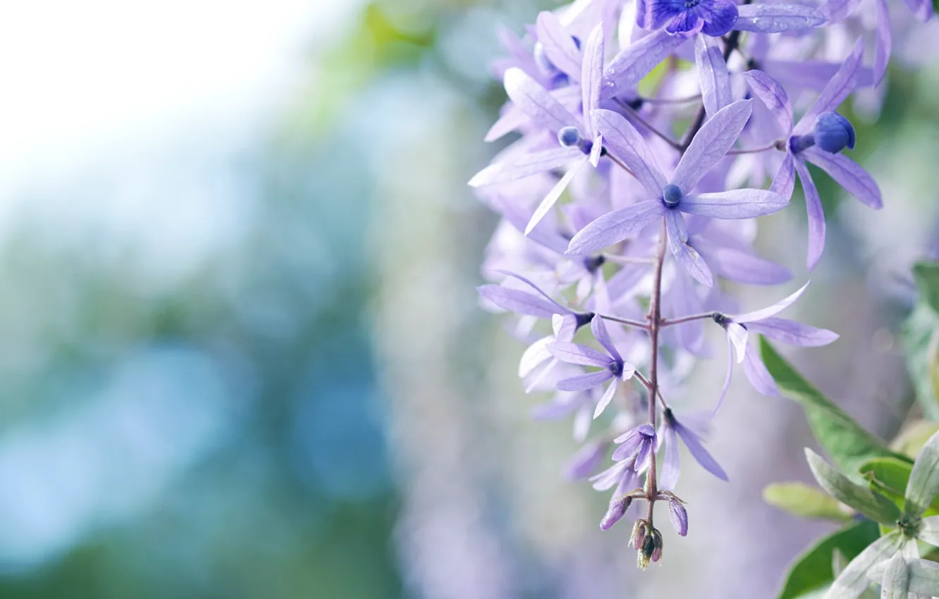 Photo wallpaper macro, flowers, blue, petals
