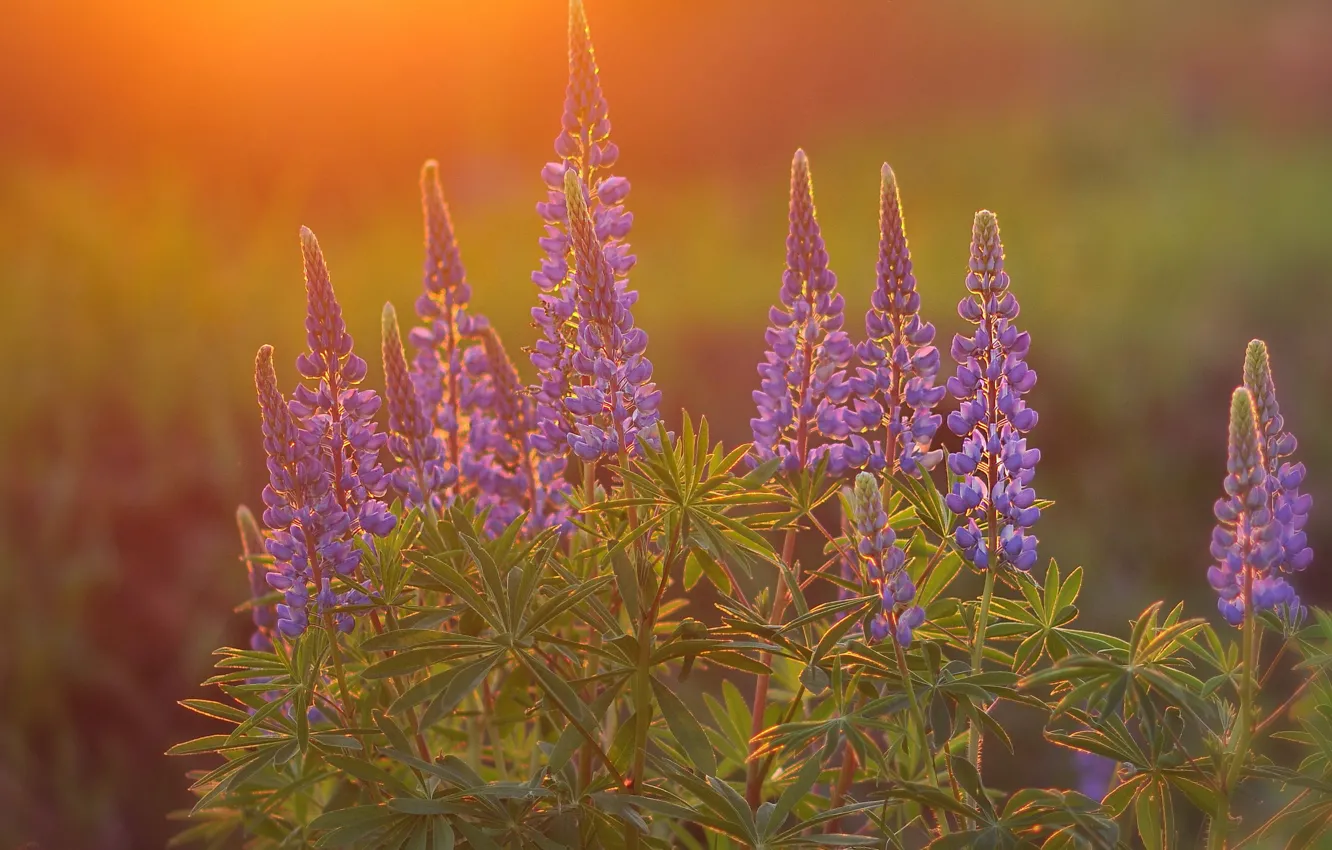 Photo wallpaper summer, flowers, glade, lupins
