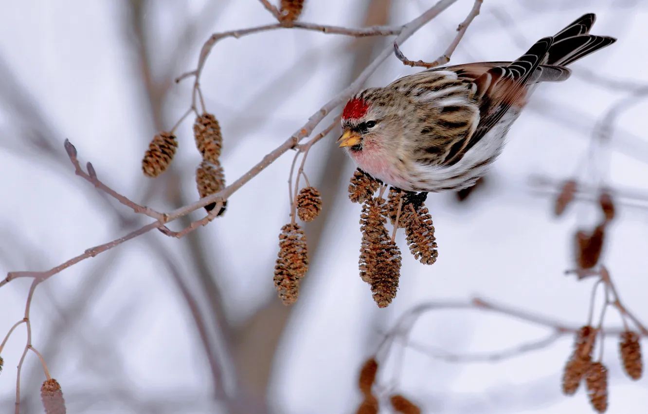 Photo wallpaper winter, bird, food, branch, alder