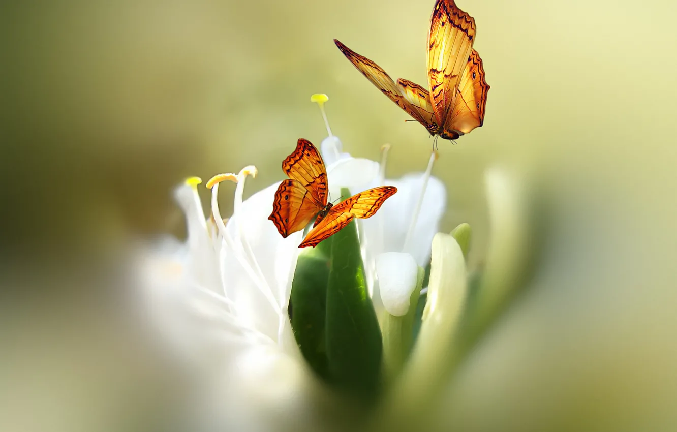 Photo wallpaper flower, butterfly, paint, styling, Josep Sumalla