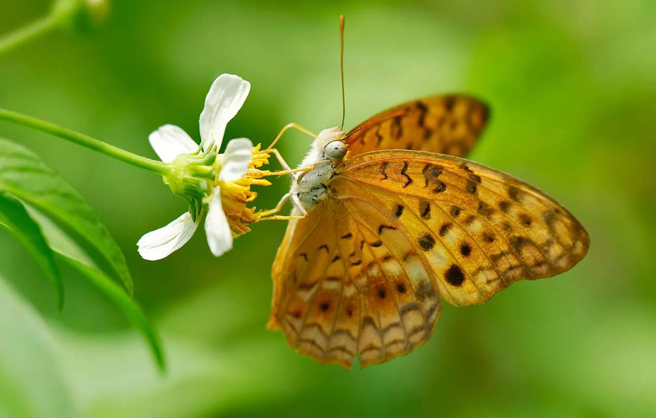Photo wallpaper flowers, butterfly, insect, moth