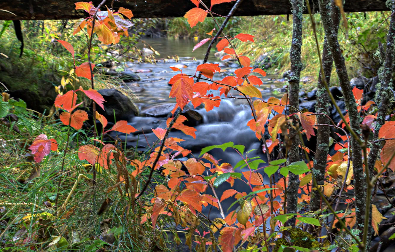 Photo wallpaper autumn, leaves, river, stream
