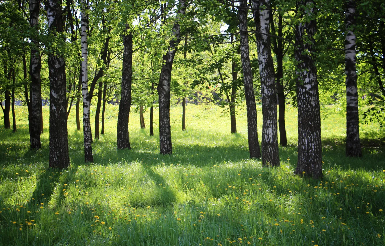 Photo wallpaper spring, birch, grove, green grass