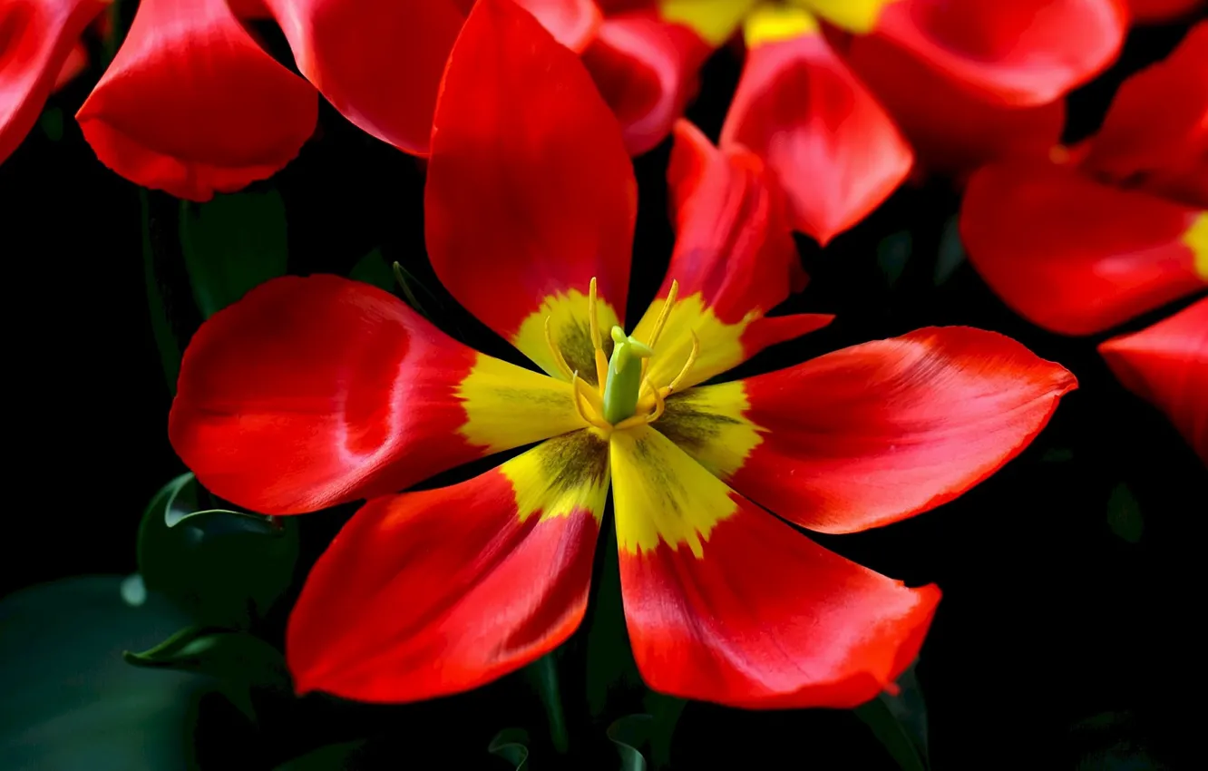 Photo wallpaper red, Tulip, tulips, black background