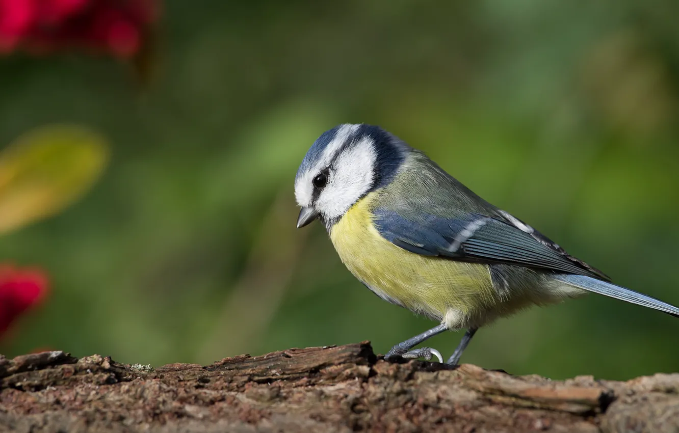 Photo wallpaper background, bird, blur, fruit, profile, log, bokeh, tit