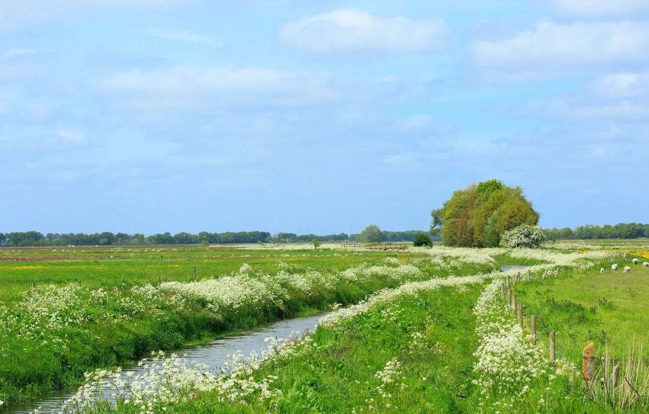 Photo wallpaper trees, stream, meadow, Netherlands, Holland, Aa en Hunze, Drenthe