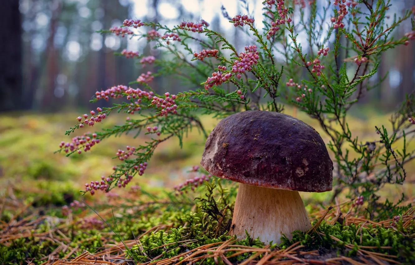 Photo wallpaper forest, branches, berries, mushrooms, fruit, needles, bushes, White mushroom