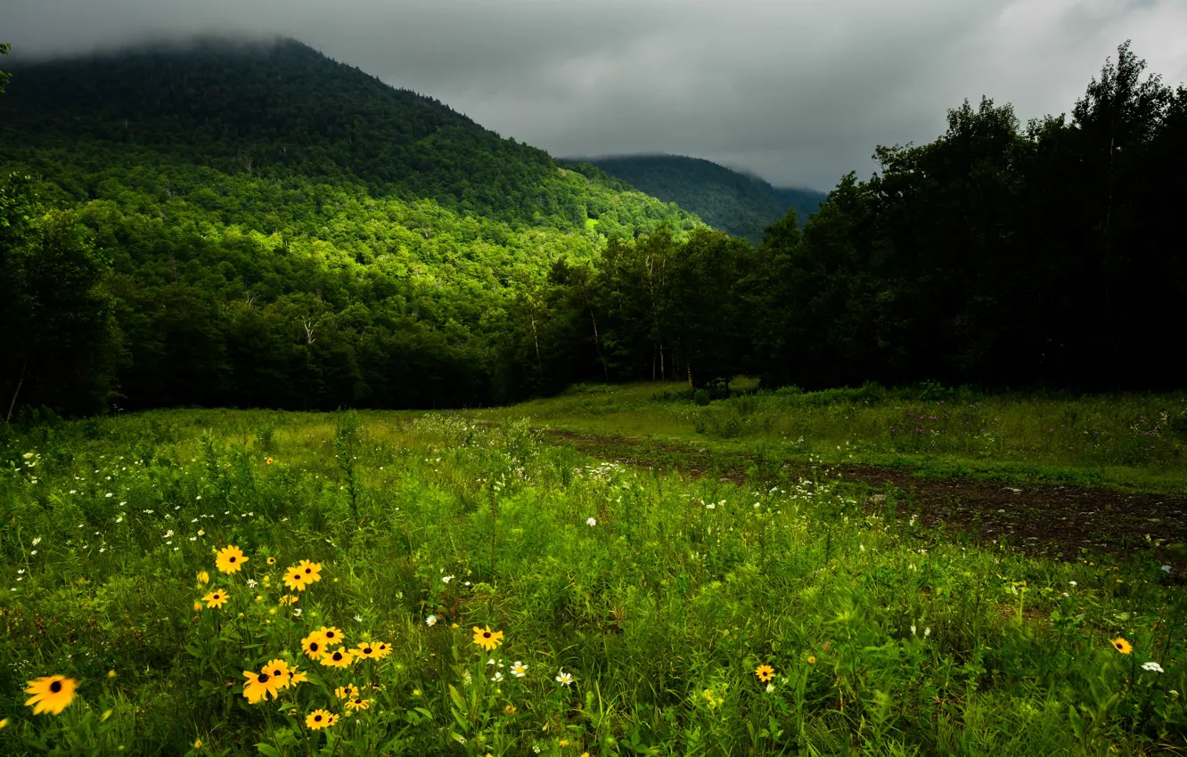 Photo wallpaper greens, forest, grass, trees, flowers, mountains, clouds, Canada