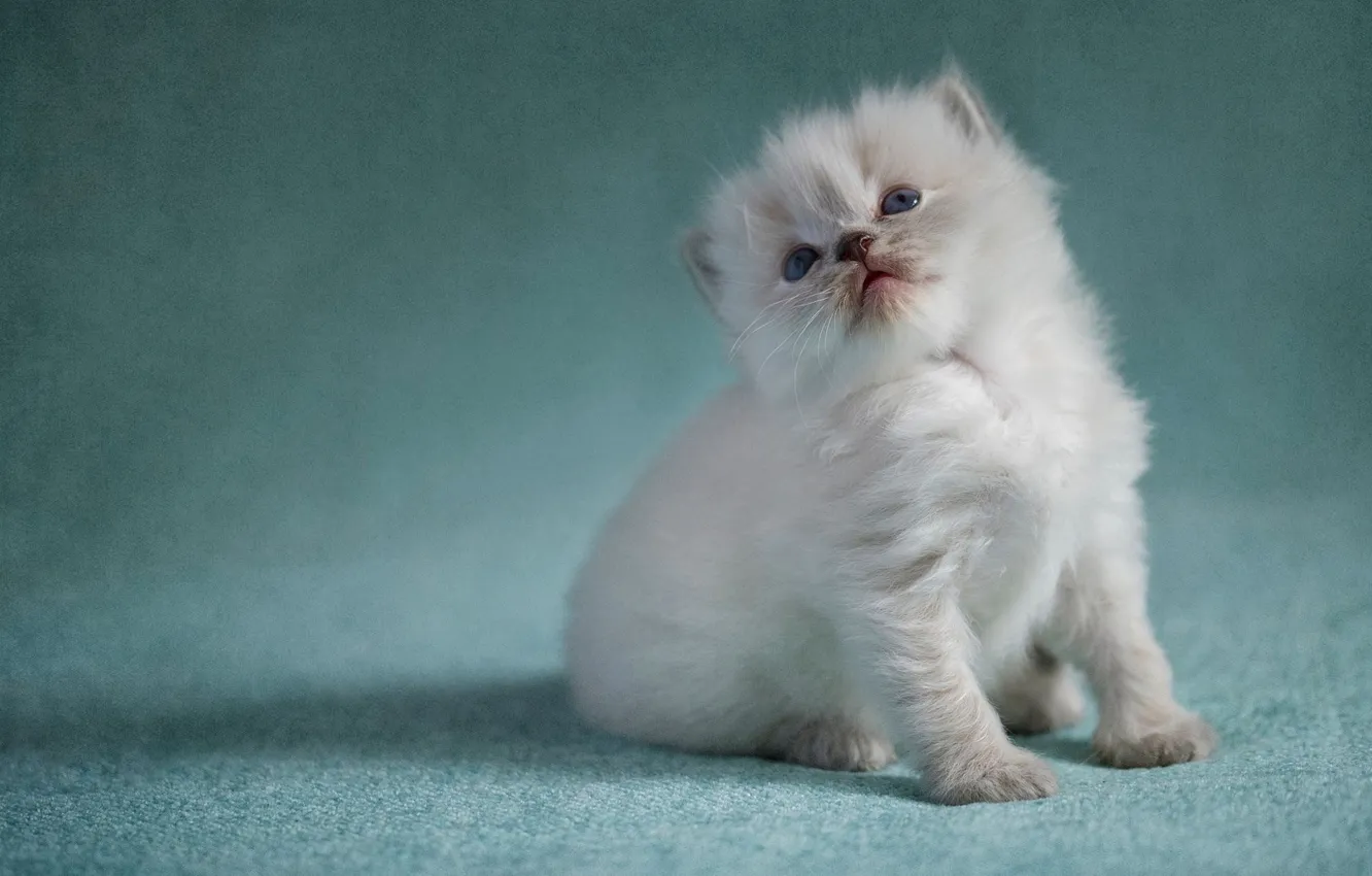 Photo wallpaper cat, look, pose, background, treatment, fluffy, kitty, sitting