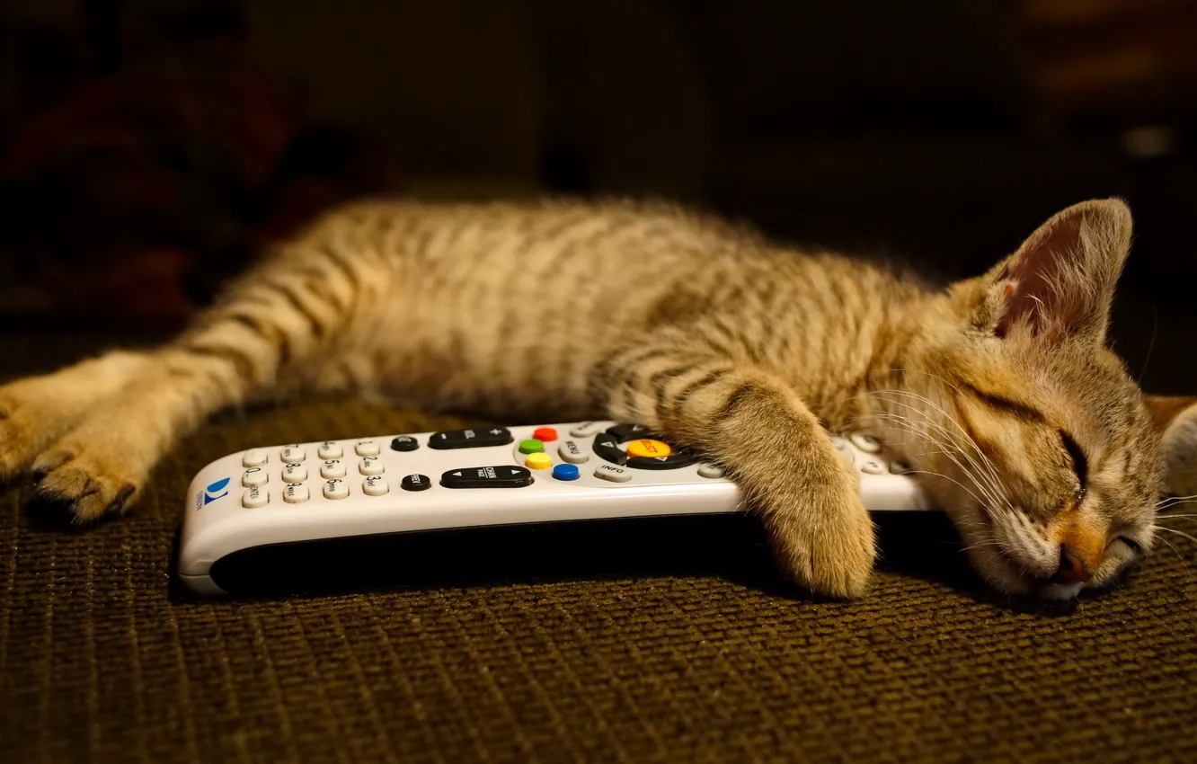 Photo wallpaper cat, house, remote