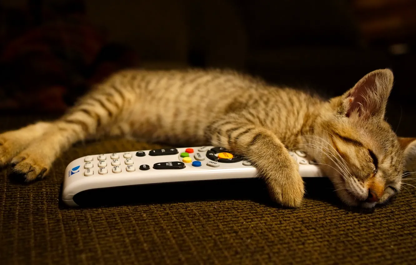 Photo wallpaper cat, home, remote