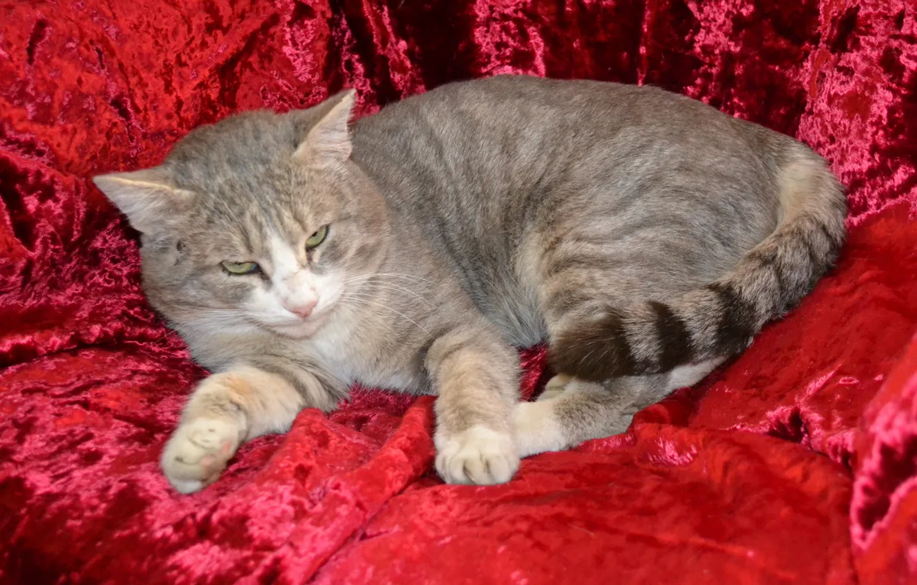Photo wallpaper cat, look, terrible, Shura
