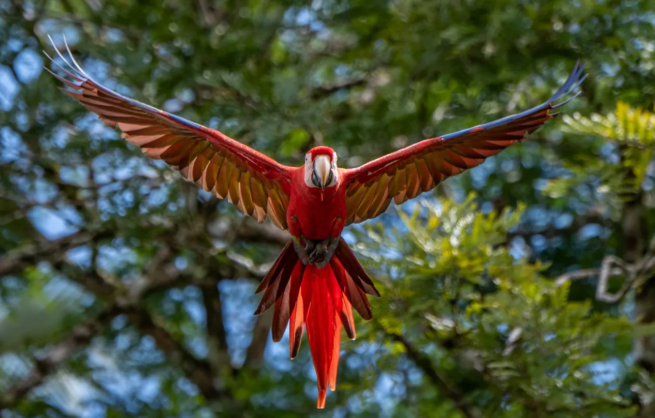 Photo wallpaper bird, wings, feathers, blur, parrot, flight, Red macaw