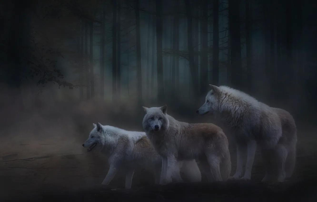 Photo wallpaper forest, trees, night, fog, wolf, treatment, wolves, twilight