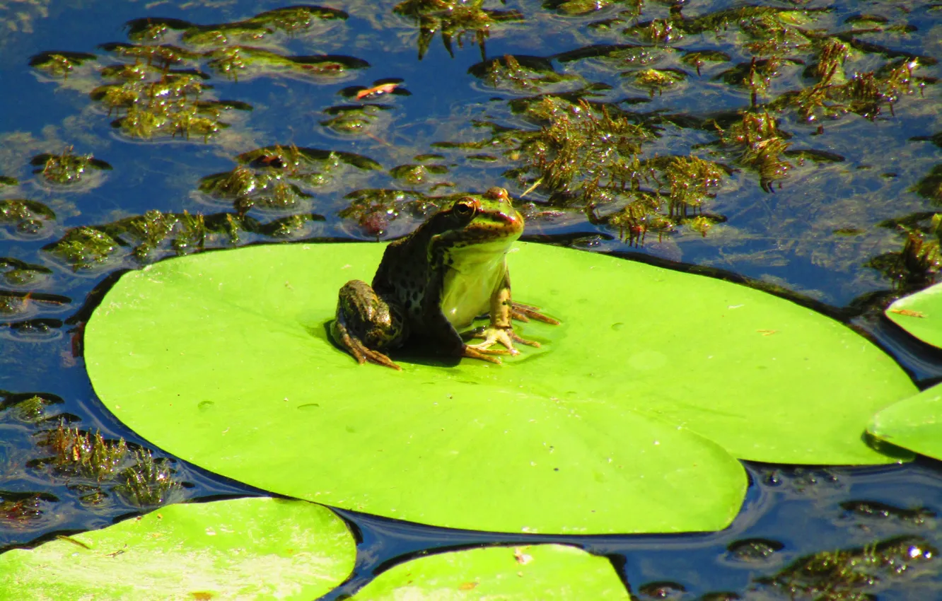 Photo wallpaper summer, water, algae, frog, Lily, green, toad