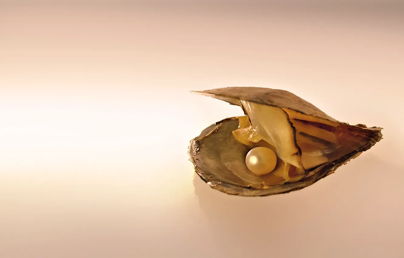 Photo wallpaper shell, pearl, shellfish