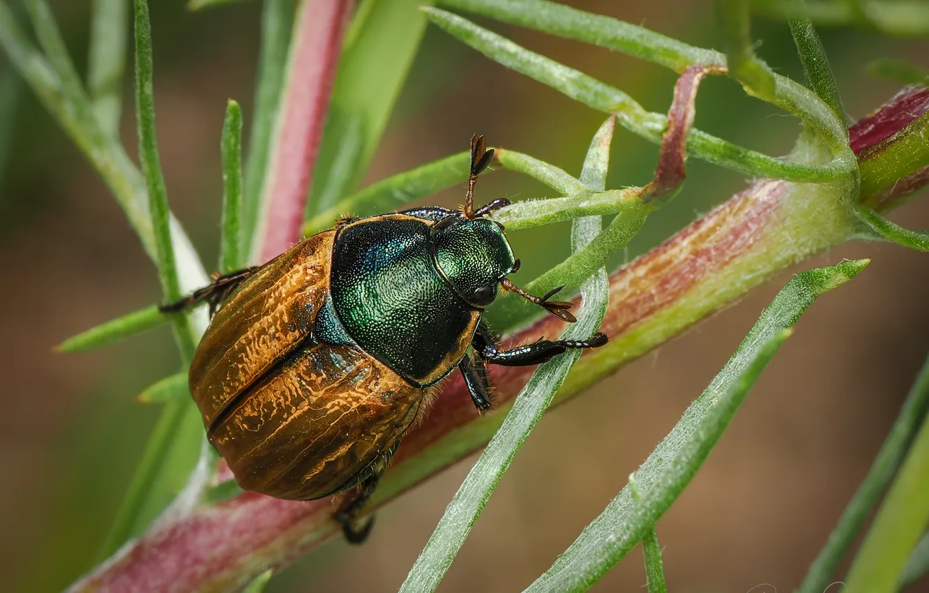 Photo wallpaper macro, beetle, insect, bokeh, The garden cracker, Ryszard Orzechowicz, Phyllopertha horticola