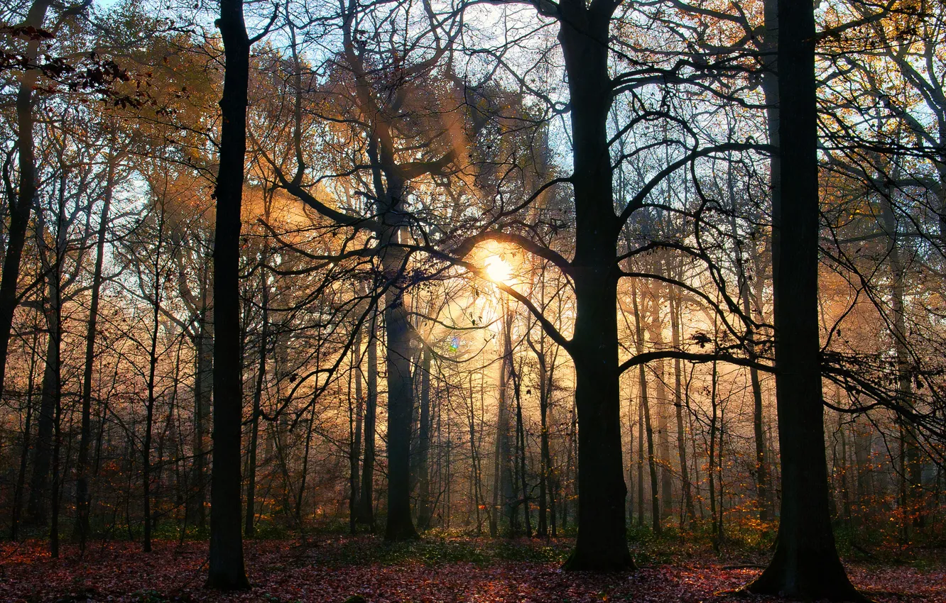 Photo wallpaper autumn, trees, nature, a ray of sunshine