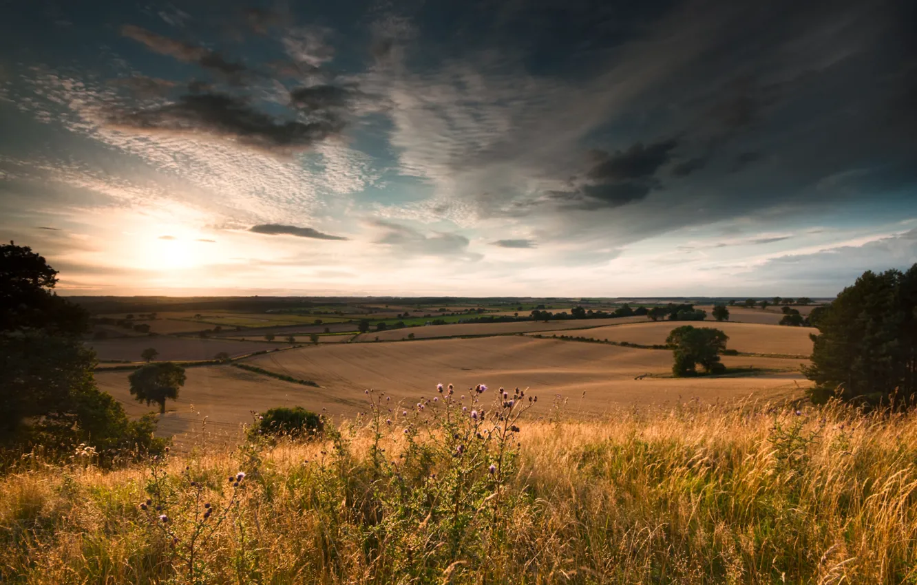 Photo wallpaper field, the sky, trees, clouds, nature
