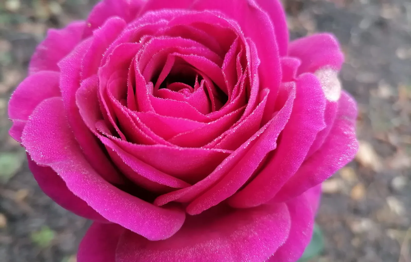 Photo wallpaper autumn, Rosa, roses