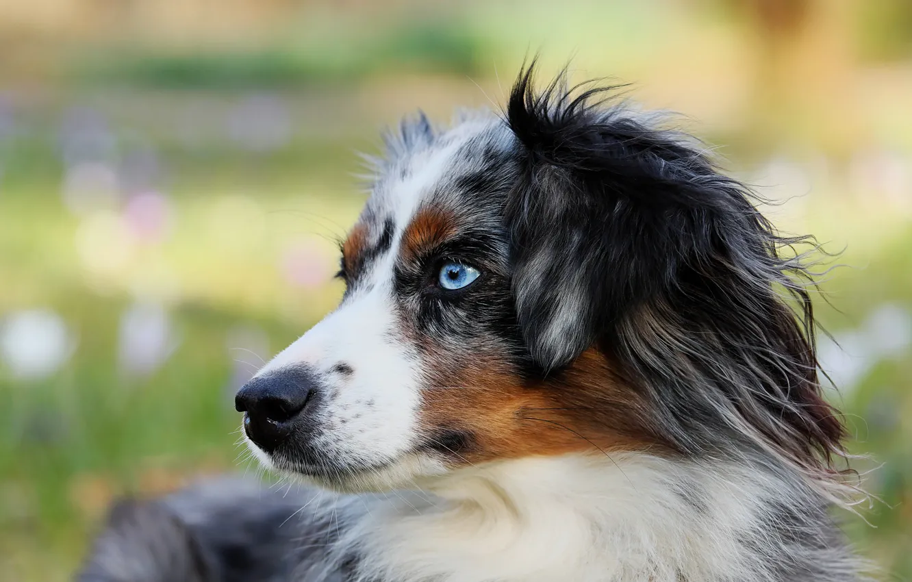 Photo wallpaper dog, puppy, blue eyes
