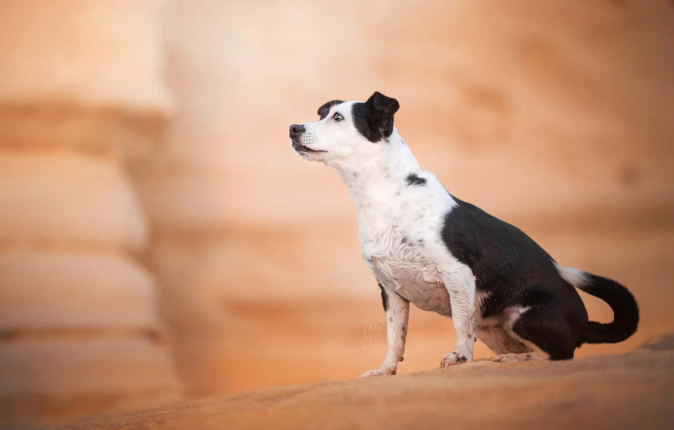 Photo wallpaper look, each, dog