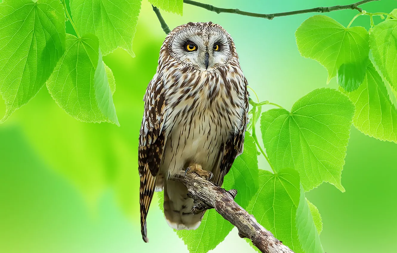 Photo wallpaper leaves, branches, nature, owl, bird