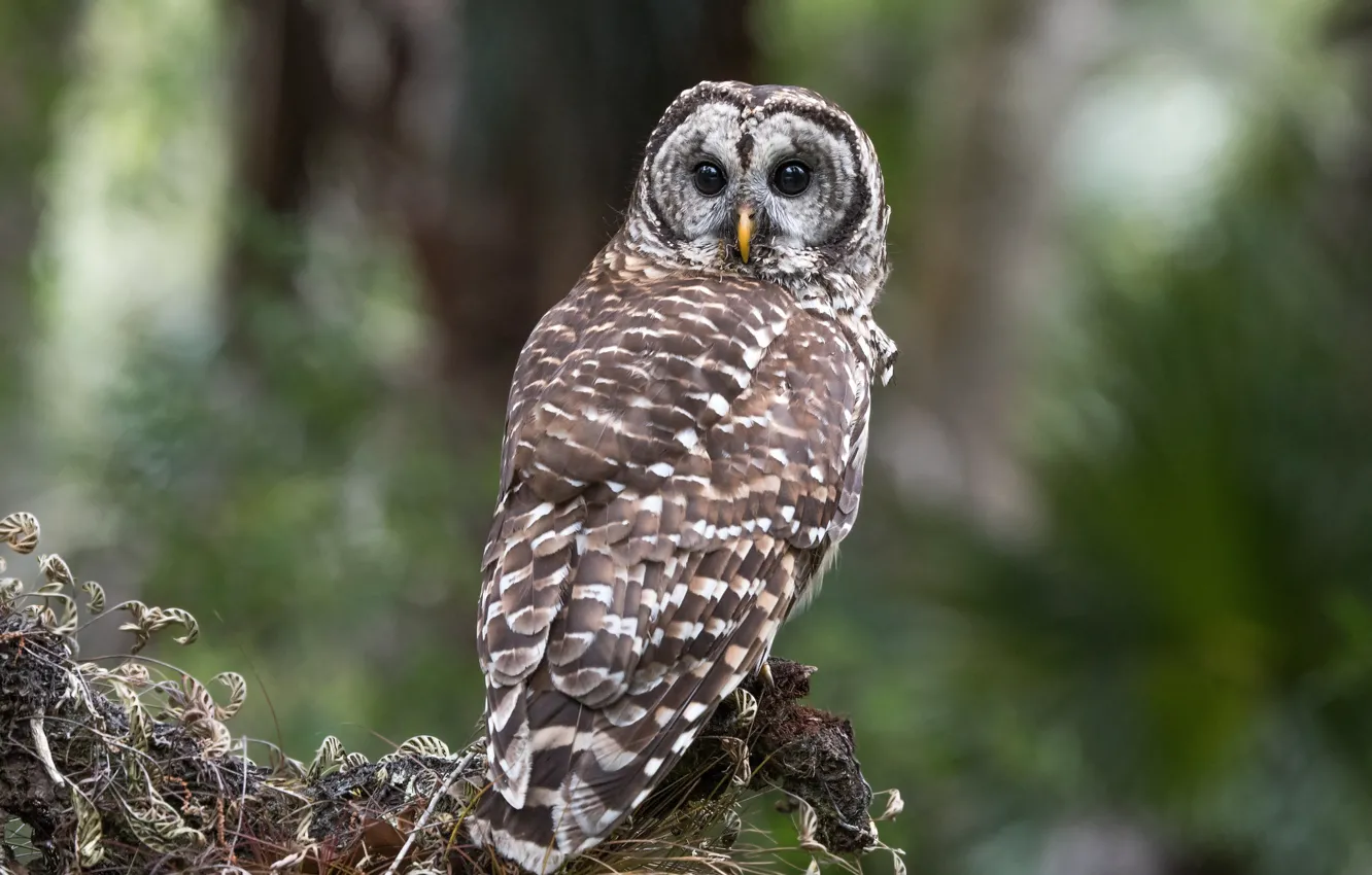 Photo wallpaper nature, background, owl, bird, bokeh, owl