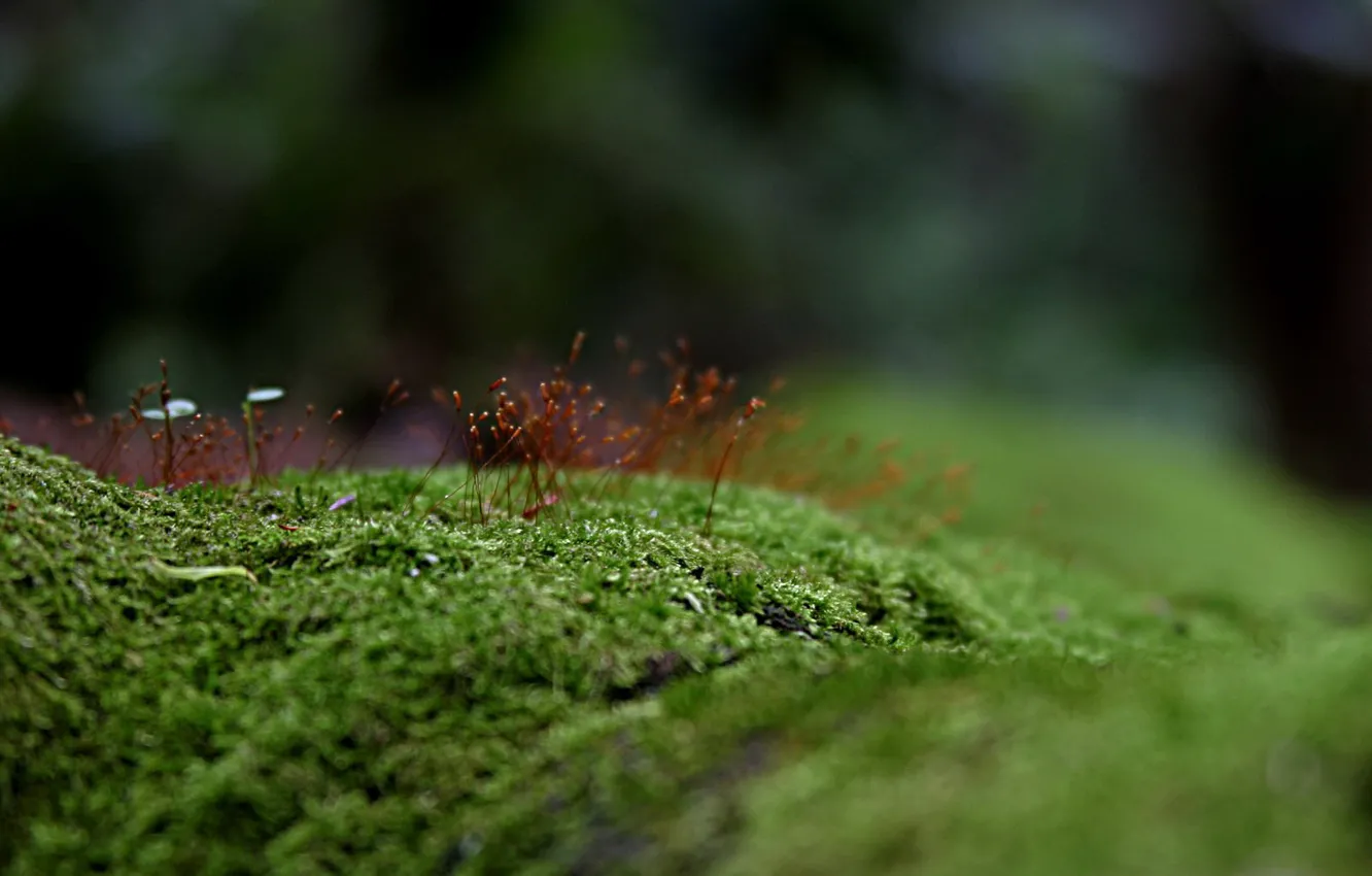 Photo wallpaper greens, grass, moss