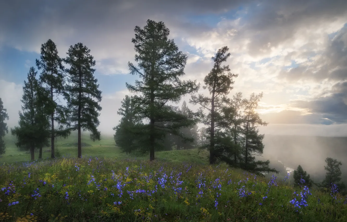 Photo wallpaper the sky, grass, clouds, trees, flowers, fog, glade, morning