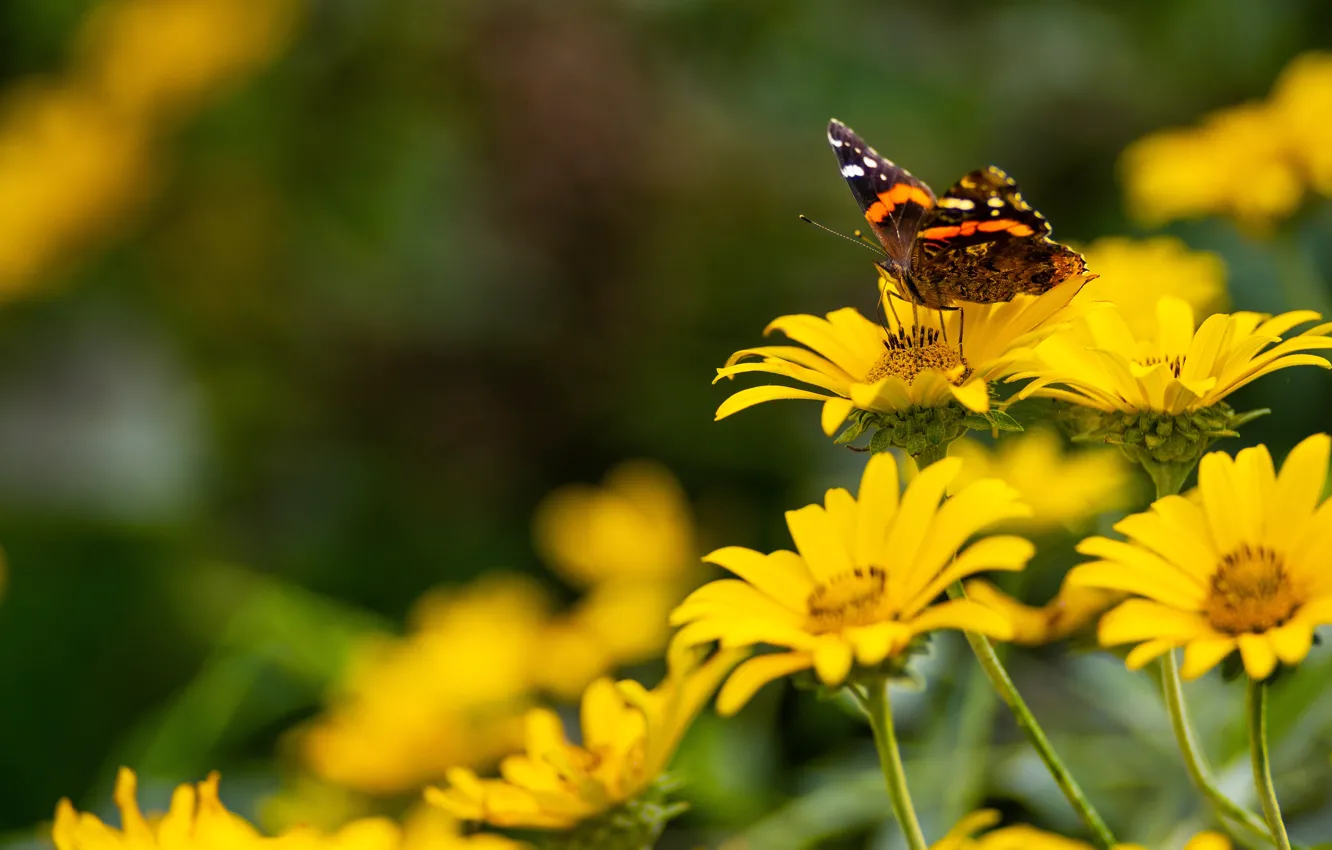 Photo wallpaper summer, macro, flowers, yellow, butterfly