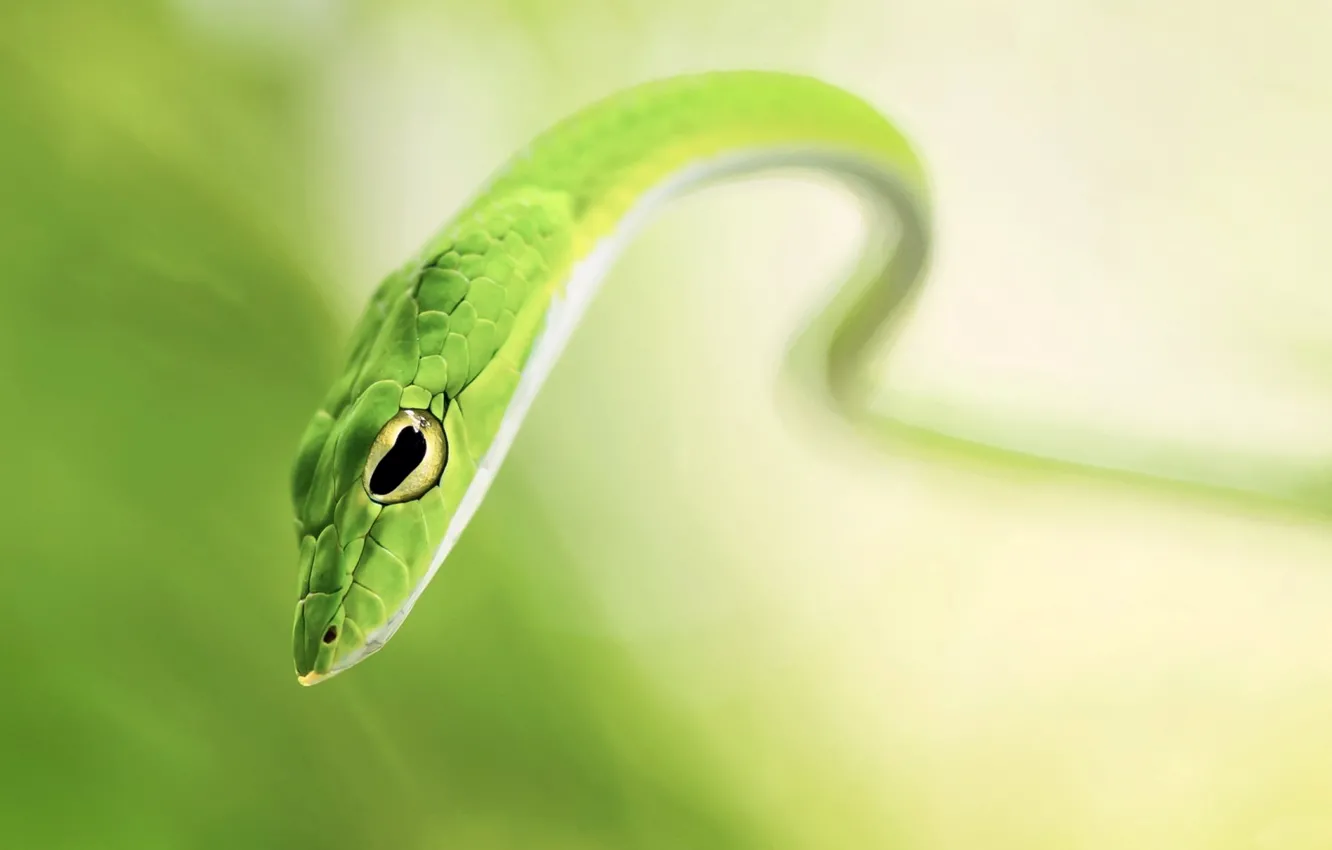 Photo wallpaper eyes, look, macro, green, snake