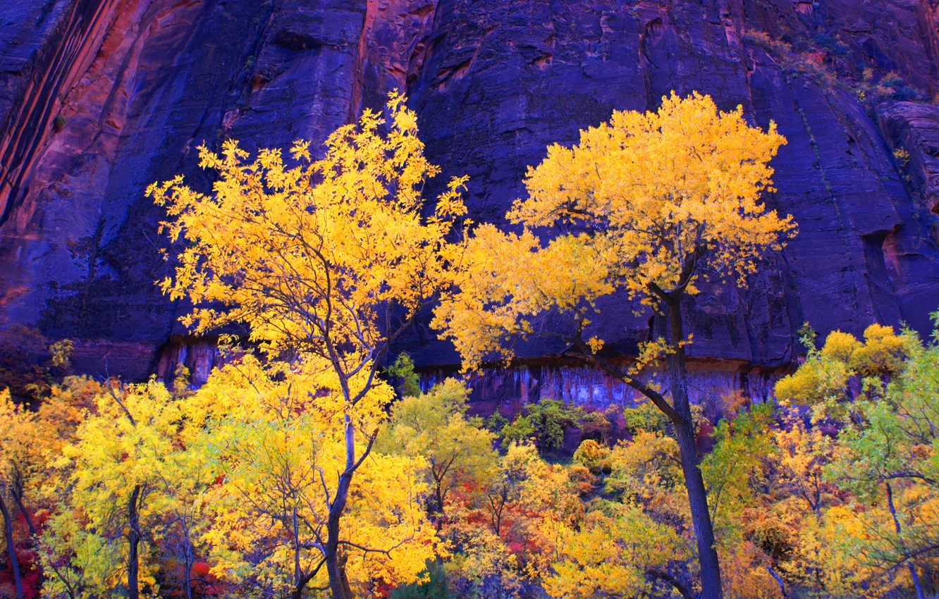Photo wallpaper autumn, trees, mountains, rocks, Utah, USA, zion national park