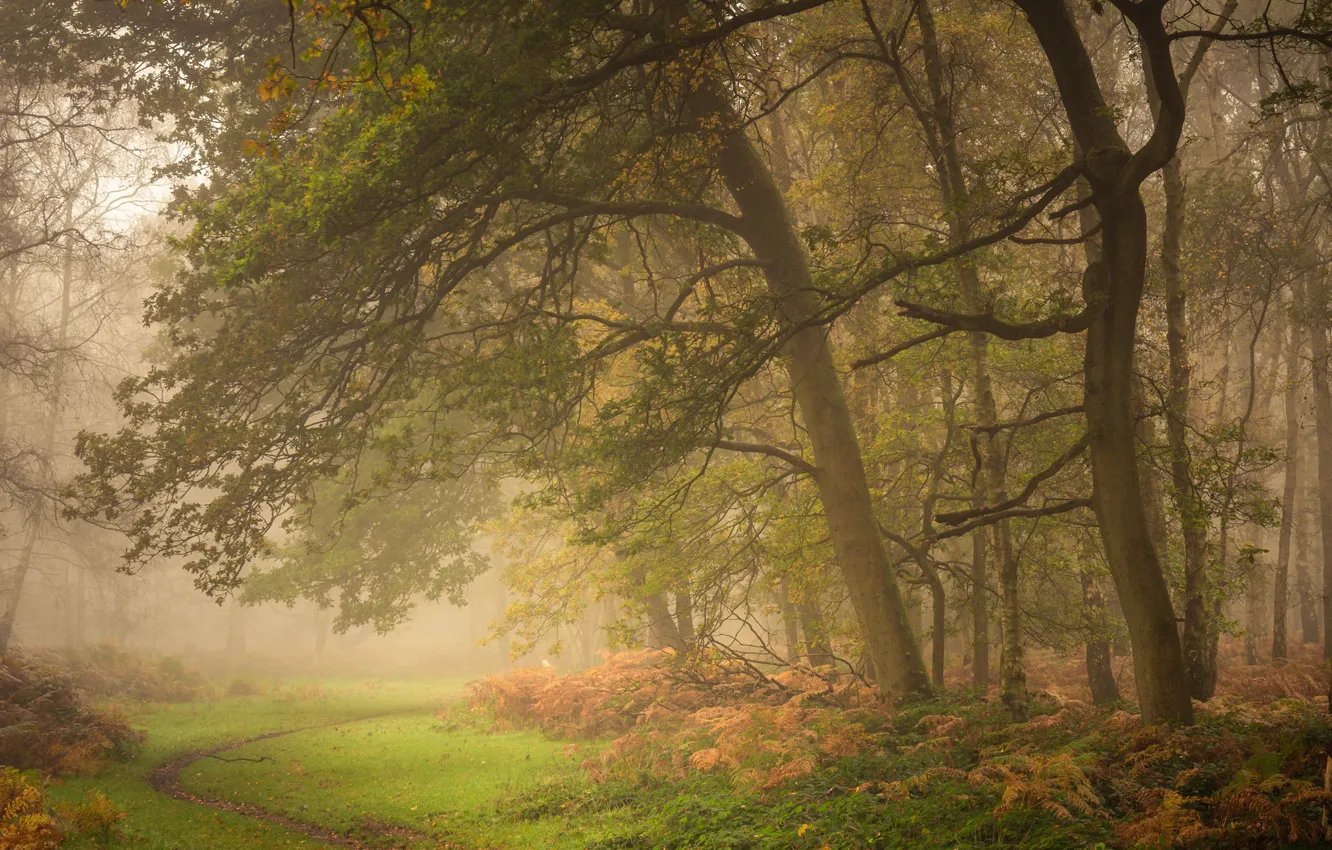 Photo wallpaper autumn, forest, trees, England, morning, path
