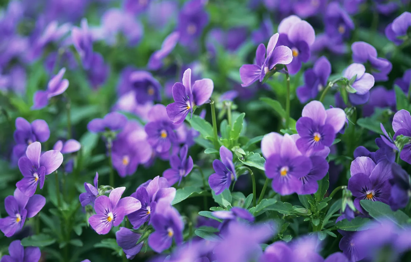 Photo wallpaper macro, flowers, nature, glade, purple, Pansy