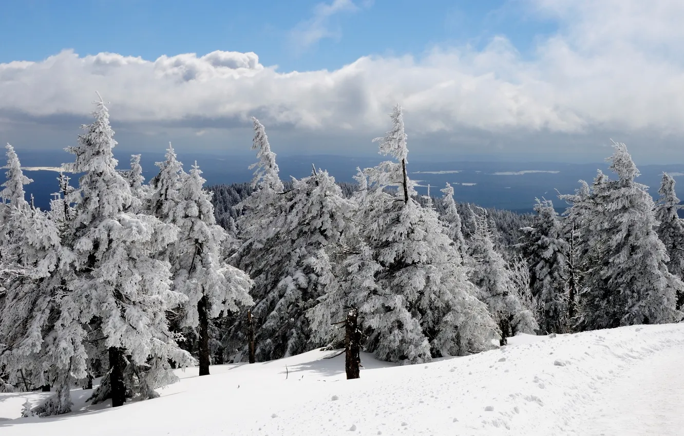 Photo wallpaper winter, trees, nature