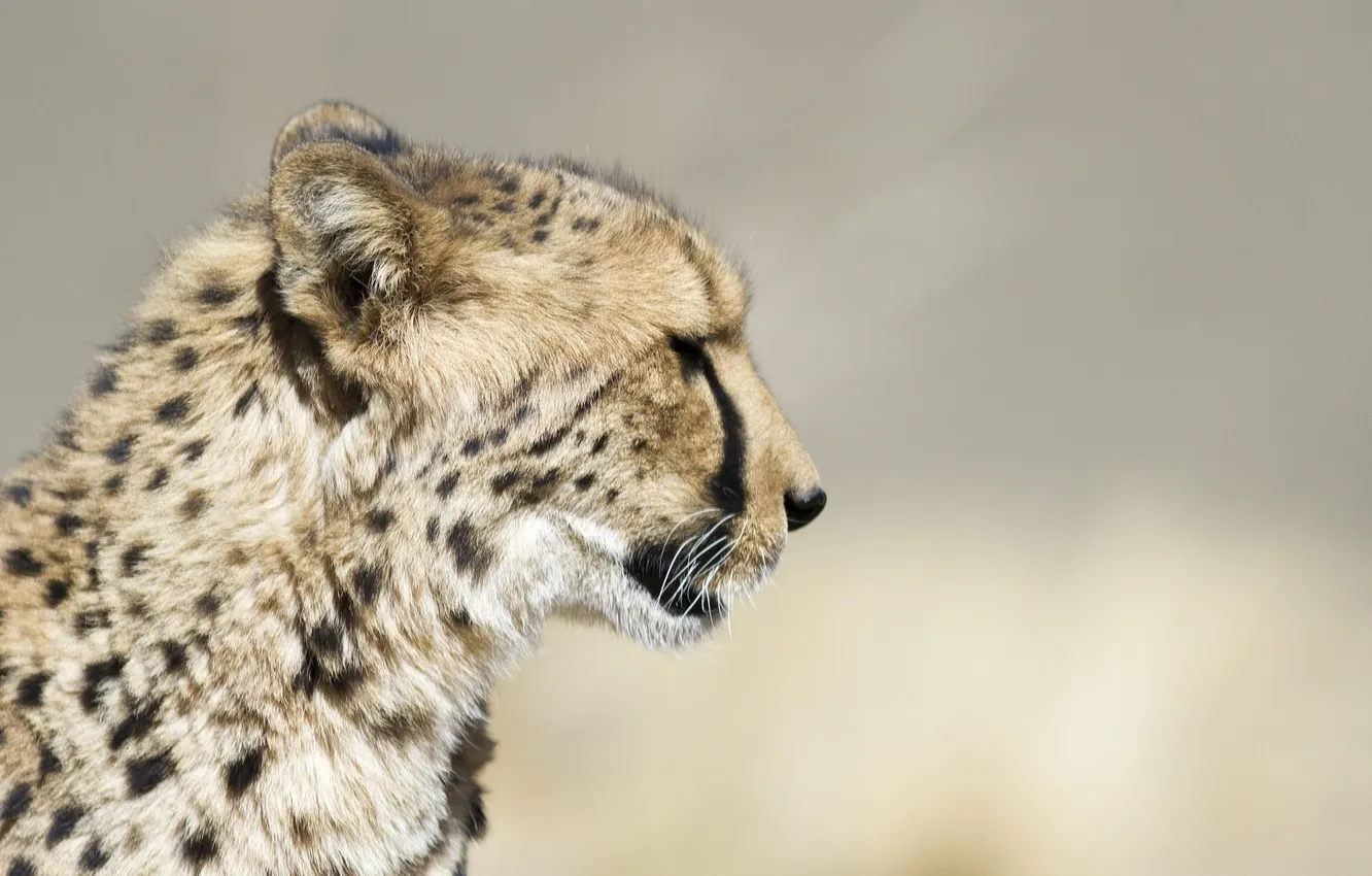 Photo wallpaper face, predator, Cheetah, profile, wild cat