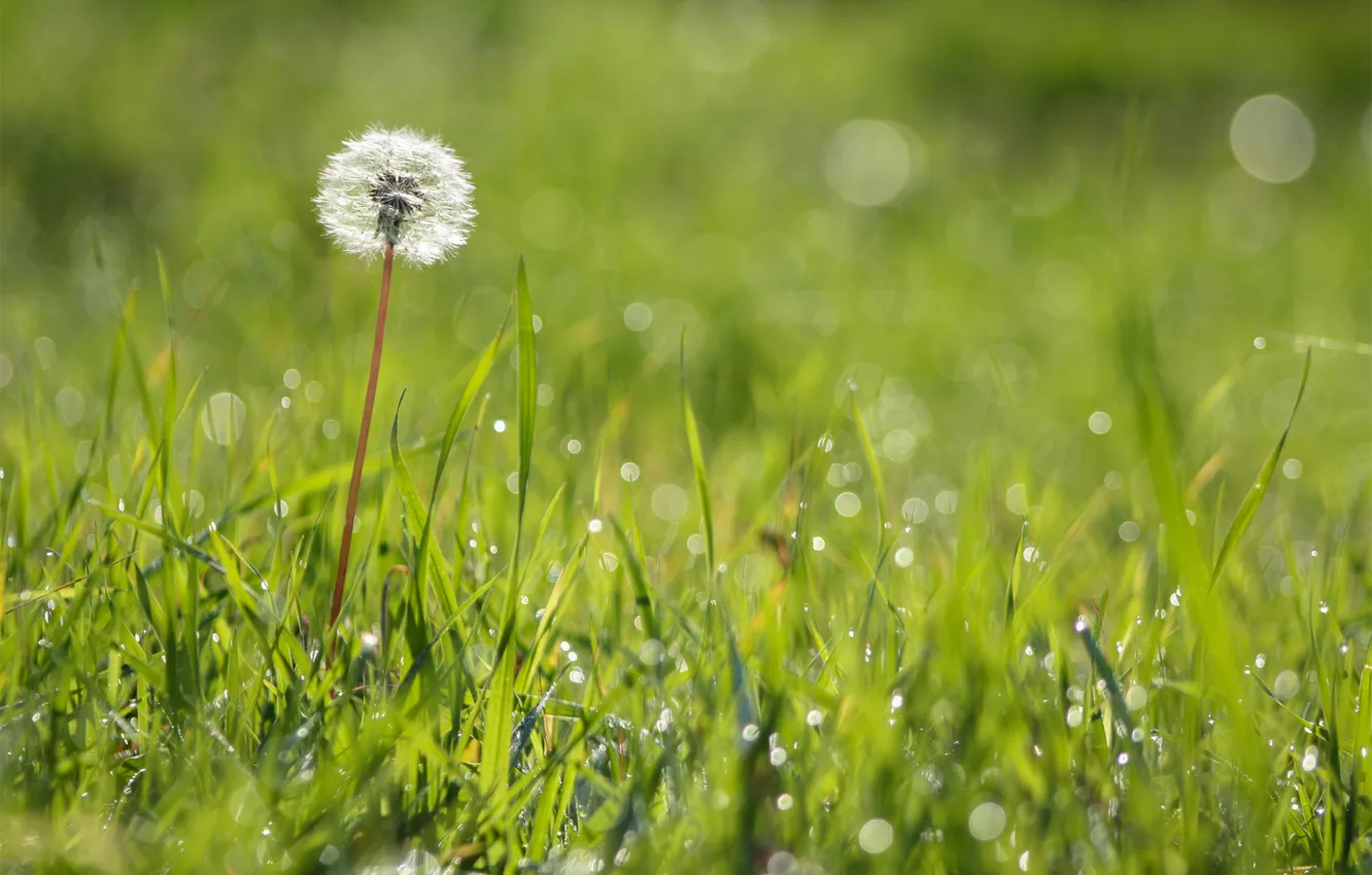 Photo wallpaper green, flowers, macro, bokeh