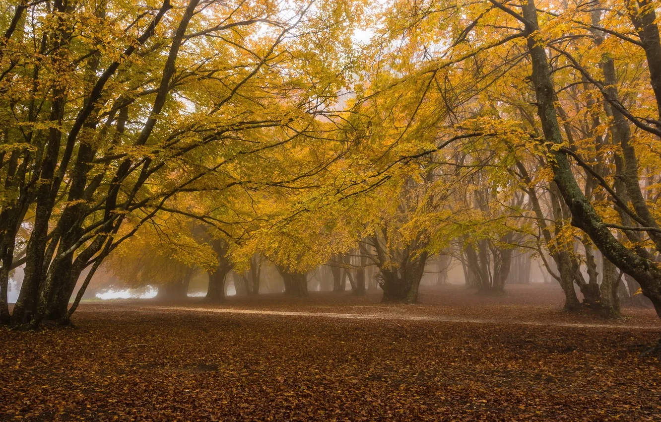 Photo wallpaper autumn, trees, nature