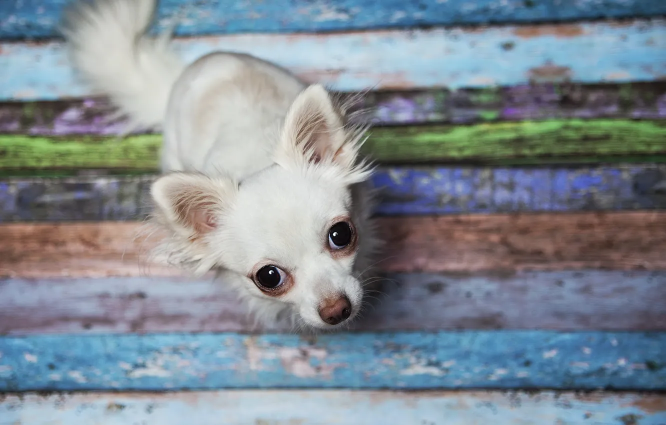 Photo wallpaper look, background, dog