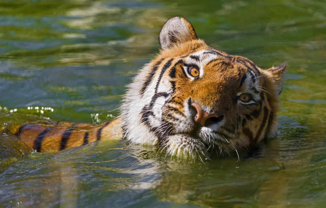 Photo wallpaper face, tiger, predator, bathing