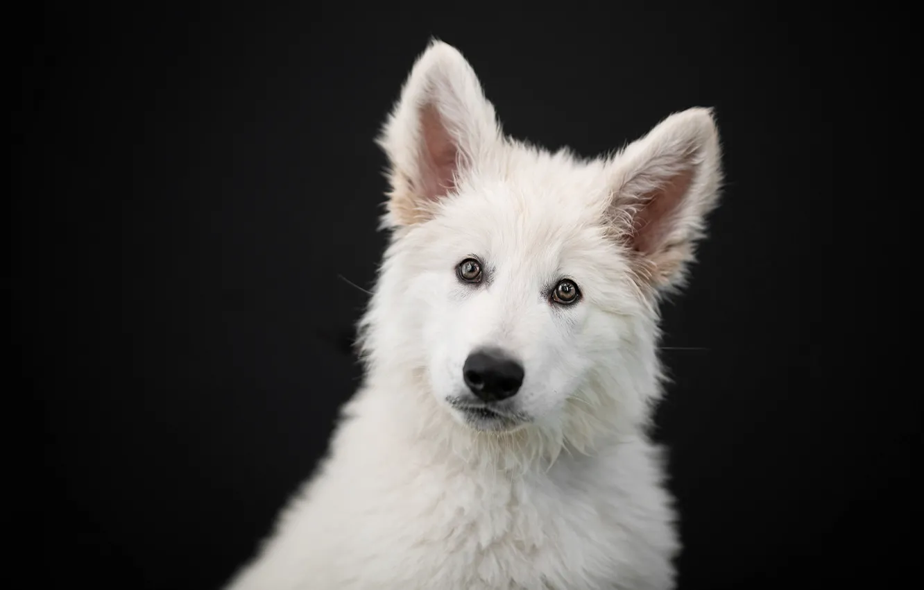 Photo wallpaper look, face, portrait, dog, puppy, ears, black background, The white Swiss shepherd dog
