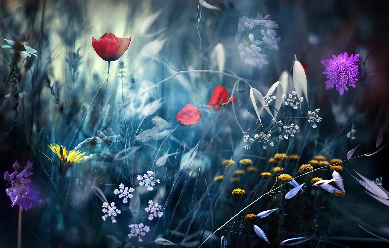 Photo wallpaper macro, flowers, nature